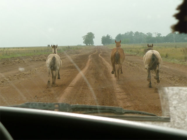 Horses