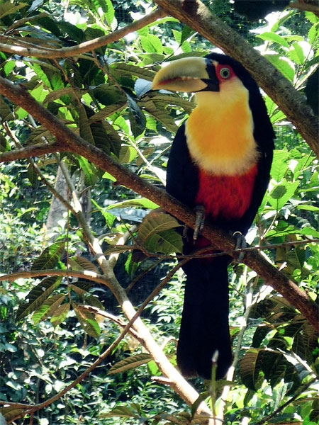 Toucan