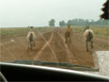 Horses