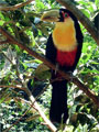 Toucan