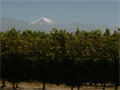 Malbec