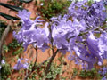 Jacarana