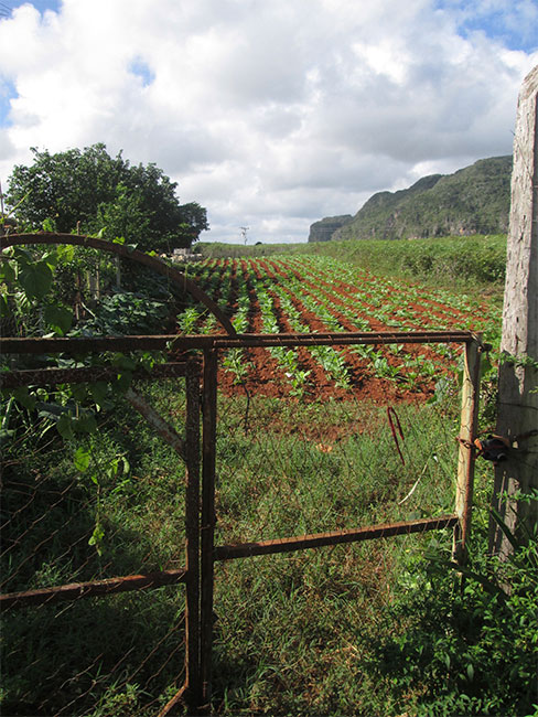 Tobacco