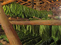 Tobacco Drying