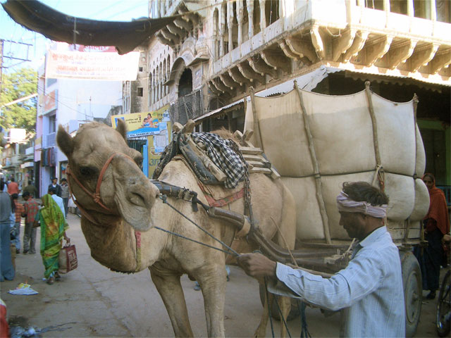 Camel