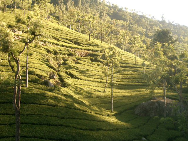 Tea Plantation