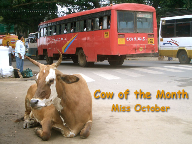 Cow of the Month