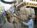 Camel