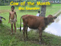 Cow of the Month