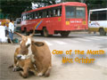 Cow of the Month