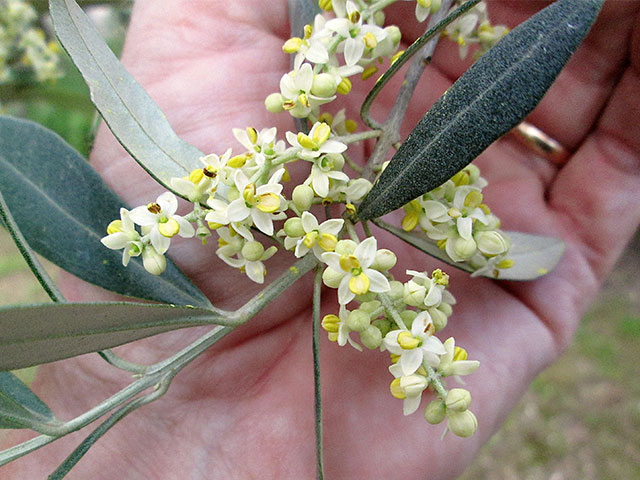 Olive Blossom