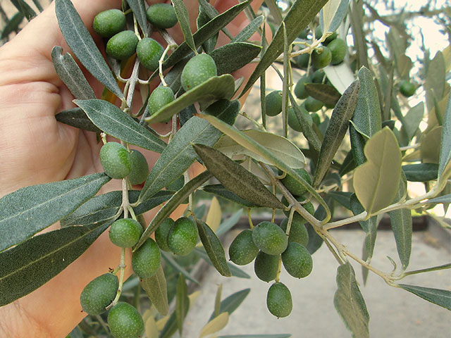 Olives