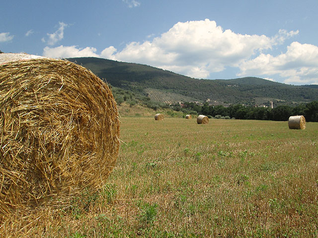 Rolled Hay