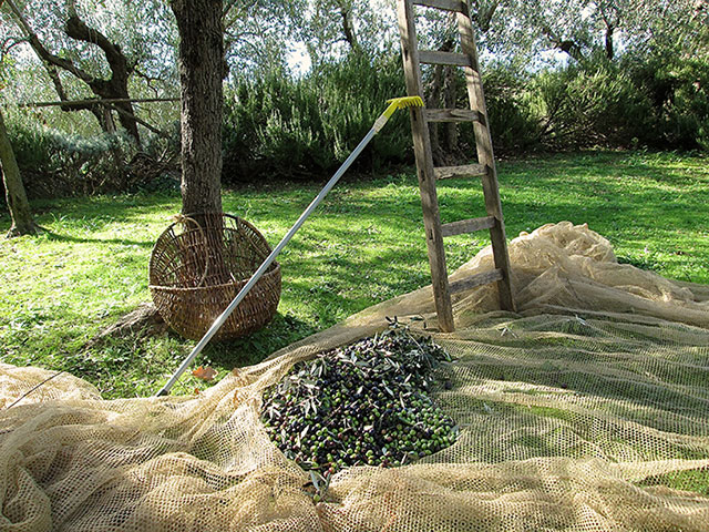 Olive Harvest