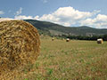 Rolled Hay
