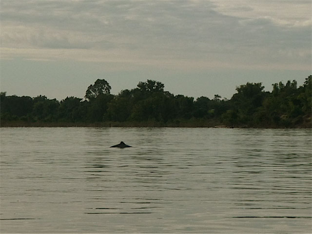 Irawaddy Dolphin