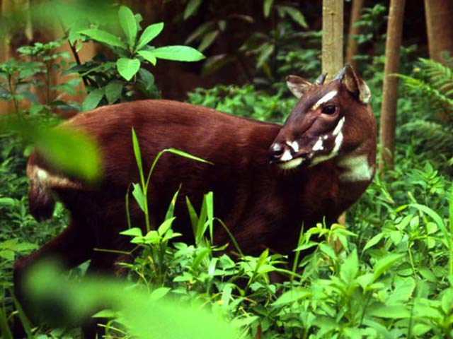 Saola