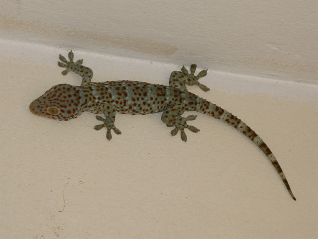 Gecko