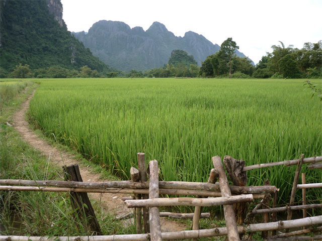 Rice Field