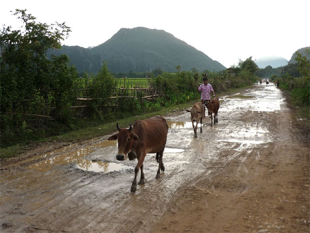 Monsoon Cows