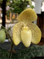 Orchid