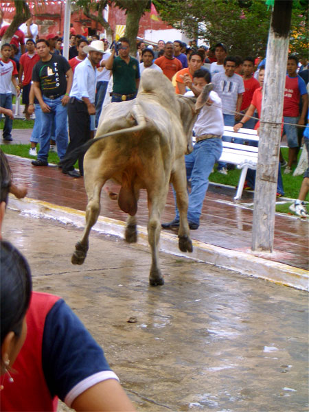 Bull