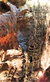 X'tacumbilxuna'an
