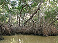 Mangrove