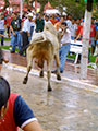 Bull