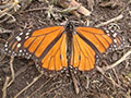Monarch
