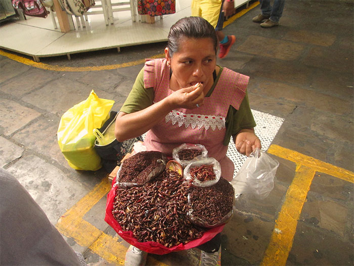 Chapulines