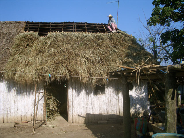 Palapa