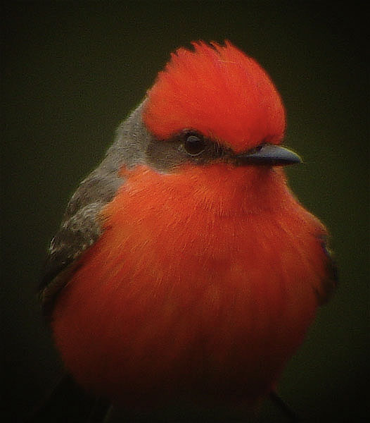 Vermillion Flycatcher