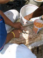 Huevos de Naca