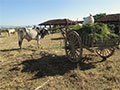 Bullock Cart