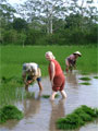 Rice paddy