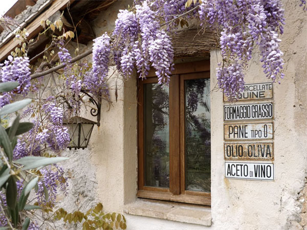 Wisteria