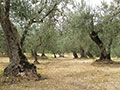Olive Path