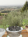 Eggi View w/ truffles