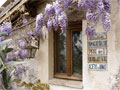 Wisteria
